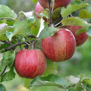 Jabloň zimná (Malus domestica) ´Jonagored Supra´  - výška 150-170 cm, voľnokorenná